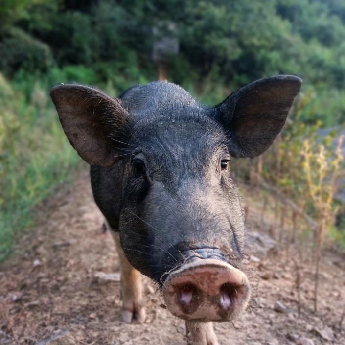 乡村养猪小罗