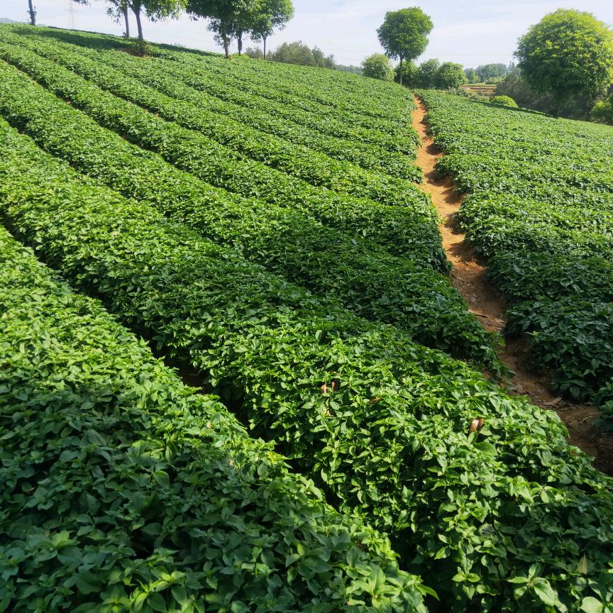 贵州太子参产地购销