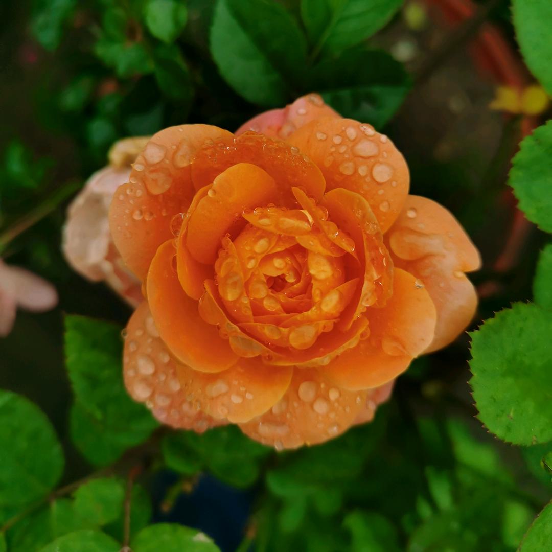 岁月静好🌸