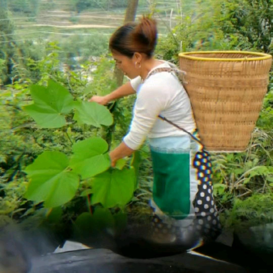 山农晓芳&
