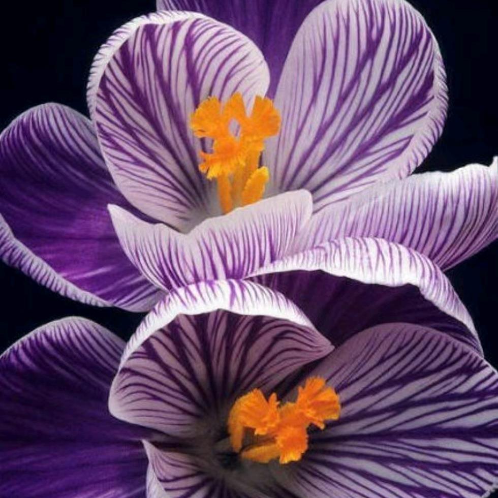 🌈🌈蝶恋花🌈🌈