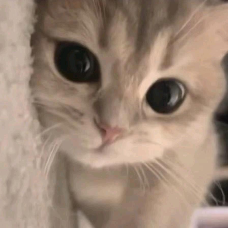 做你的猫