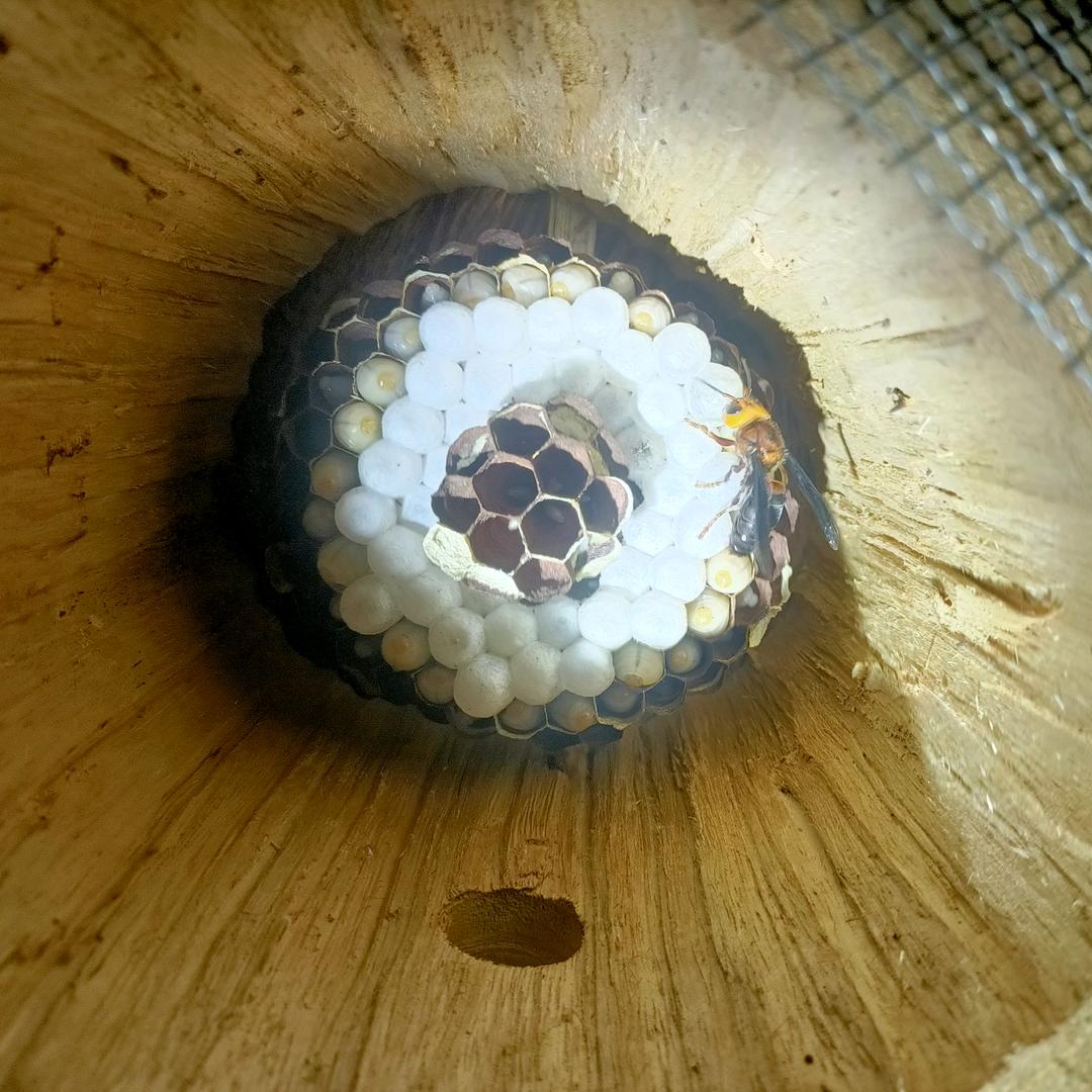 蜂业南方小伙