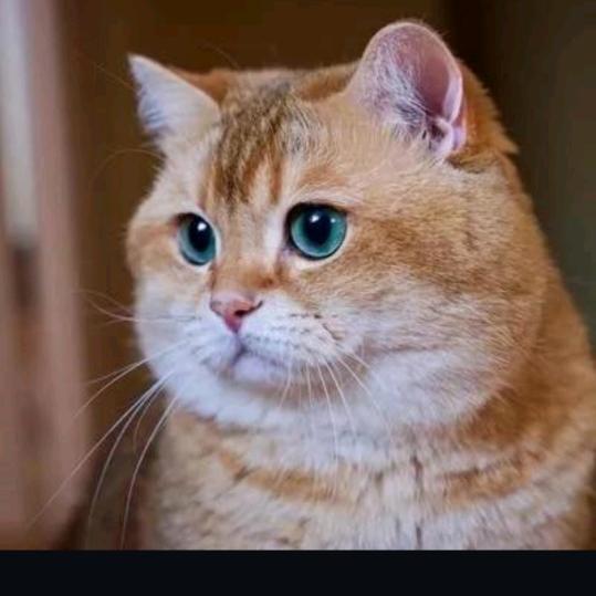 特别聪明的橘猫头像