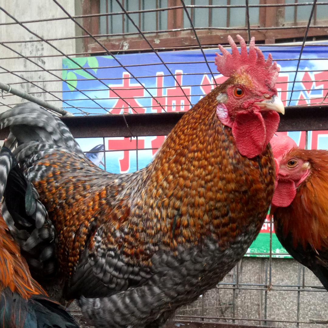 阳光市场李坤家禽水产总店