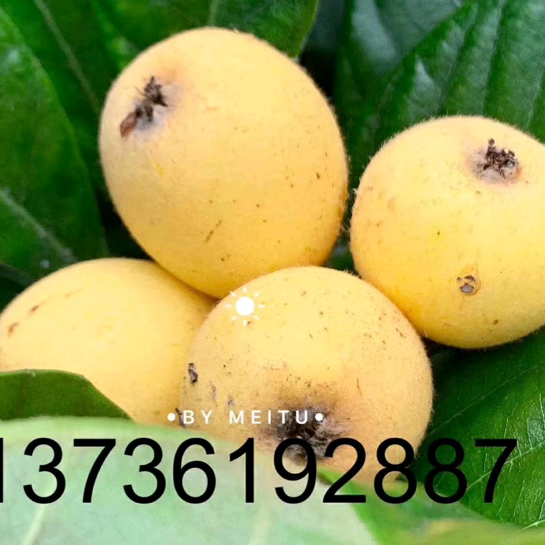 宁海一市爱博好物精选铺