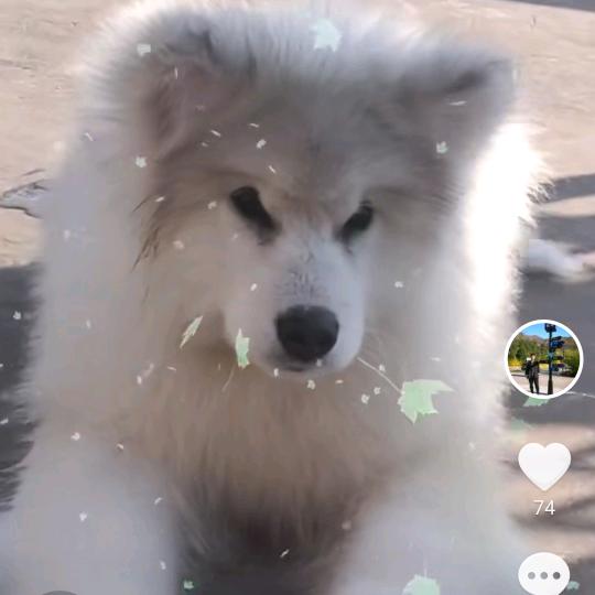 胖虎只是个灰桃