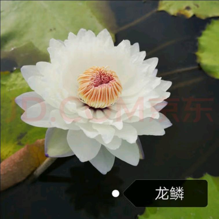 用户535809226471雪莲花