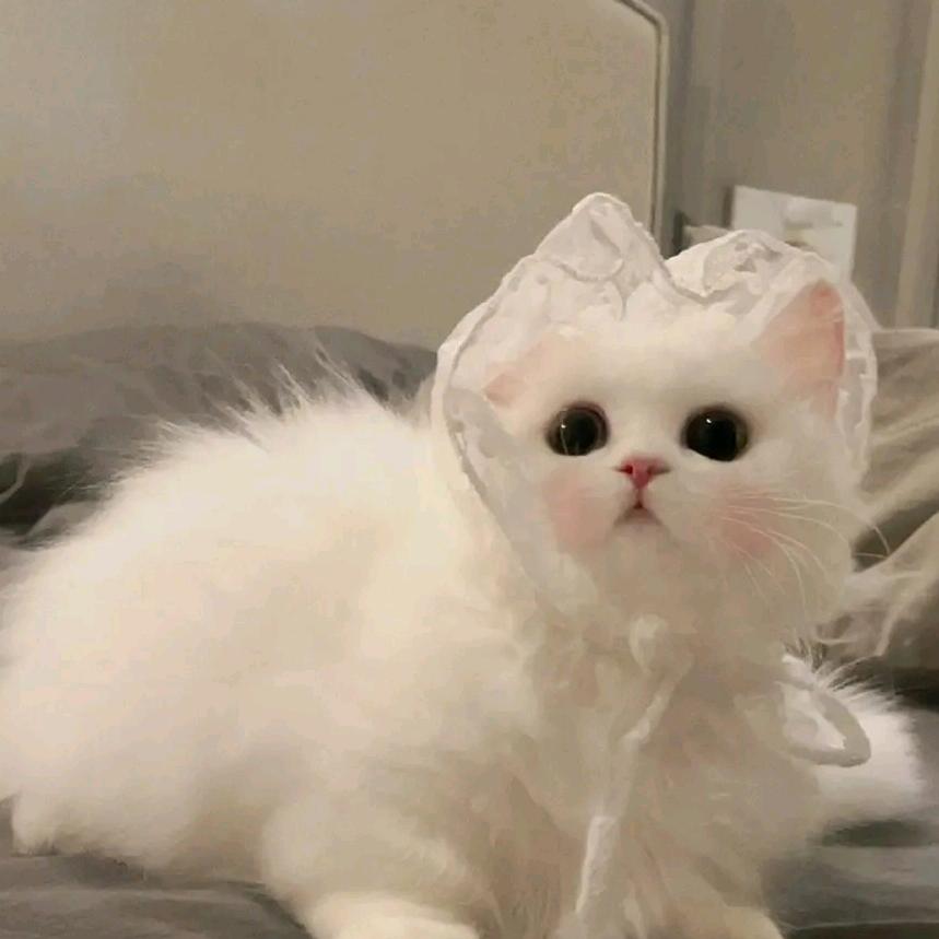 笨蛋美女