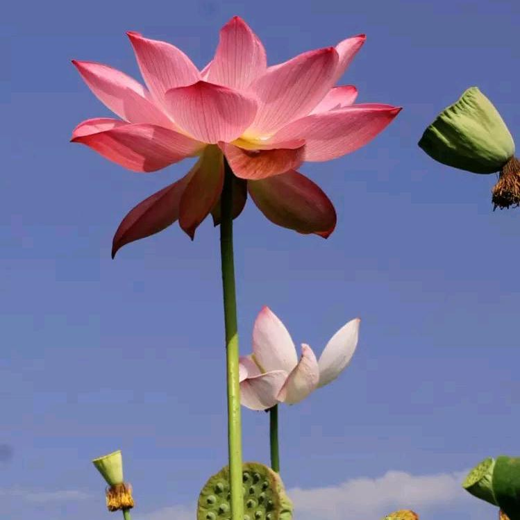 向往美好的生活