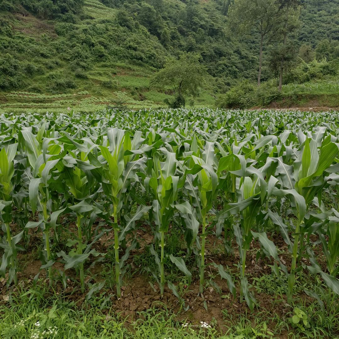 一尘不冉
