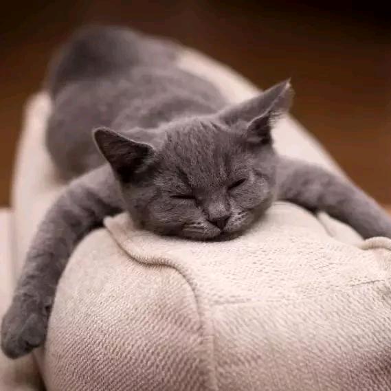 懒猫～