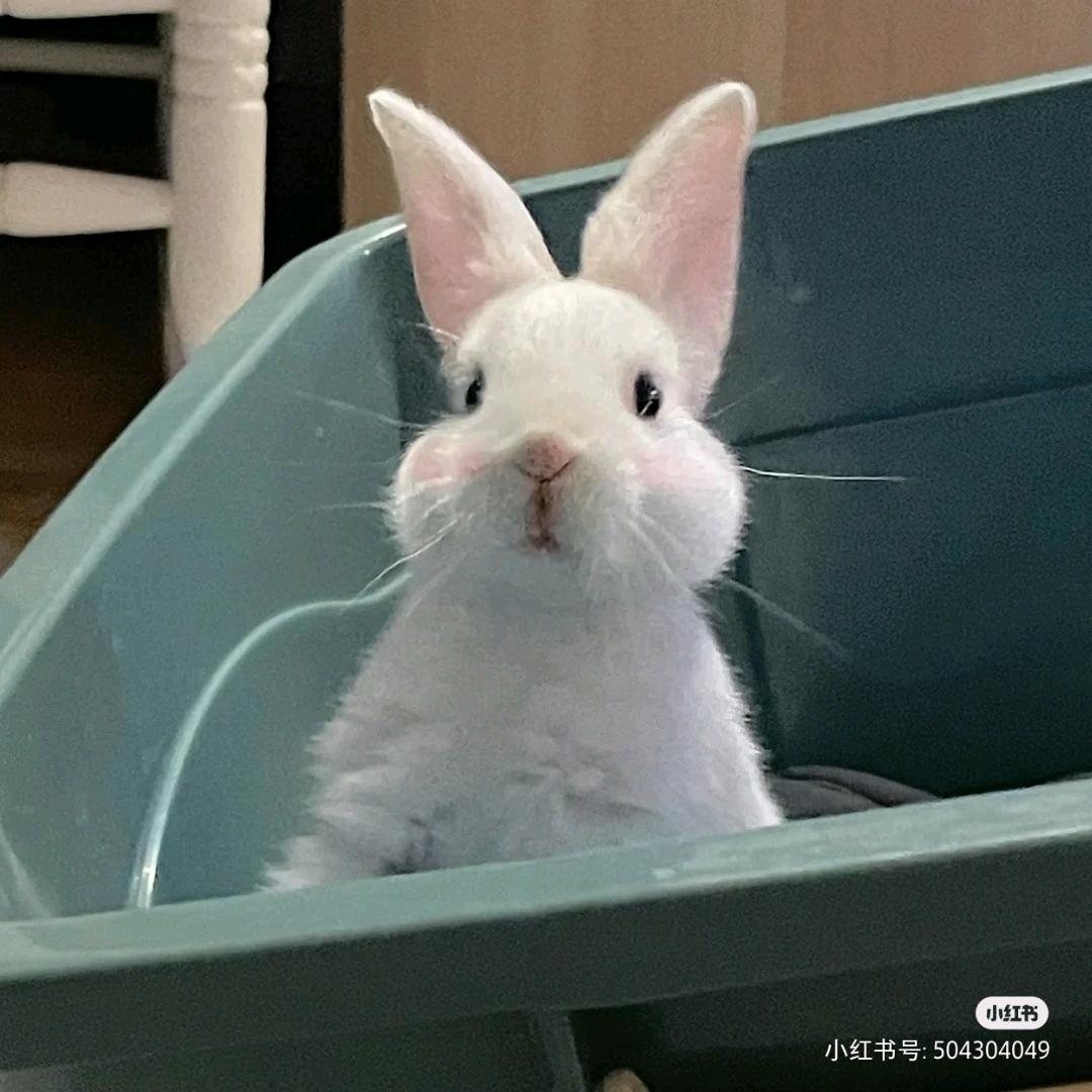 是只🐰雅！