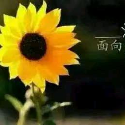 张丽