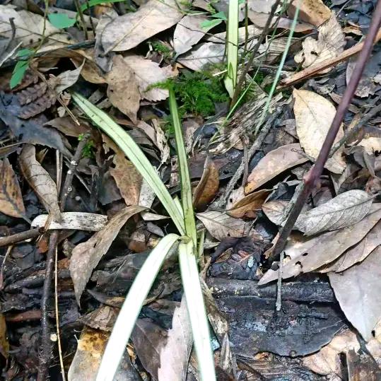 一花一世一人生，赏花赏景逍遥人。