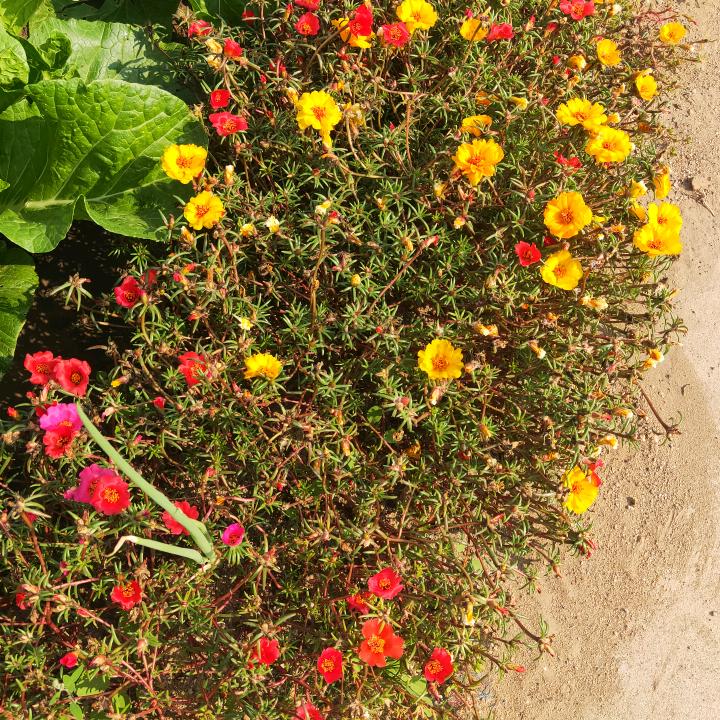 杨姐开心每一天