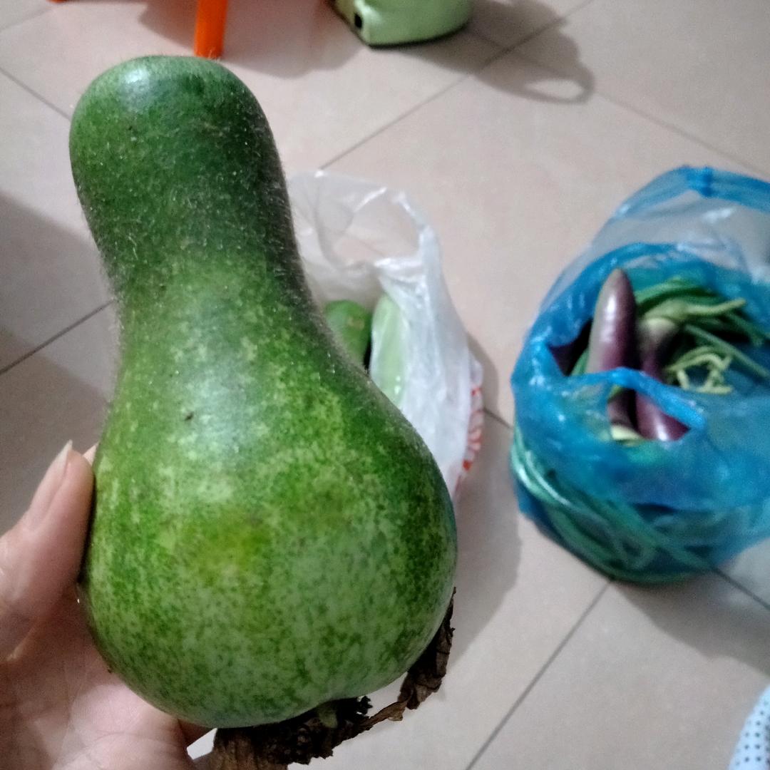瓜子菜