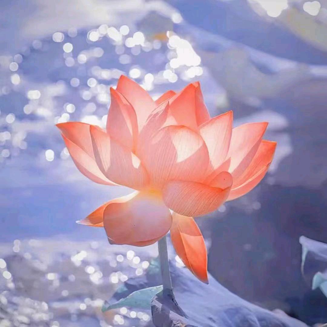 富贵花开
