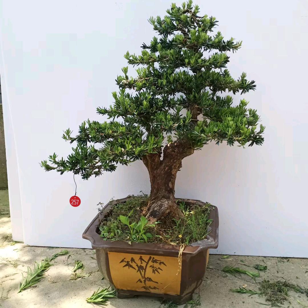 草义沐苗木