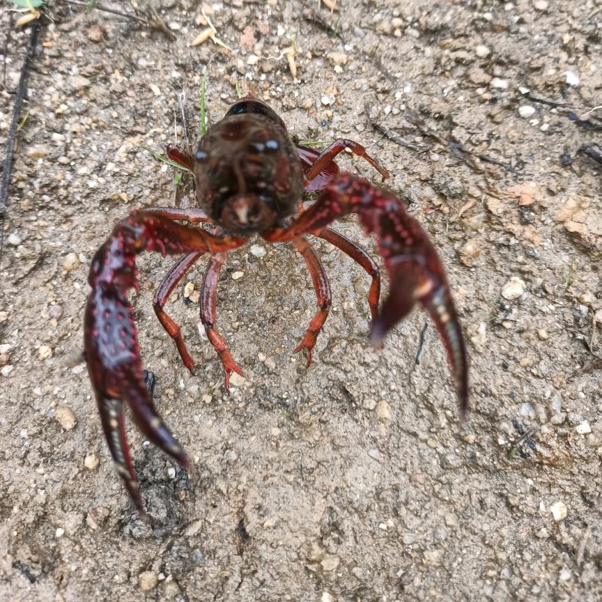 粤北新丰小龙虾养殖基地