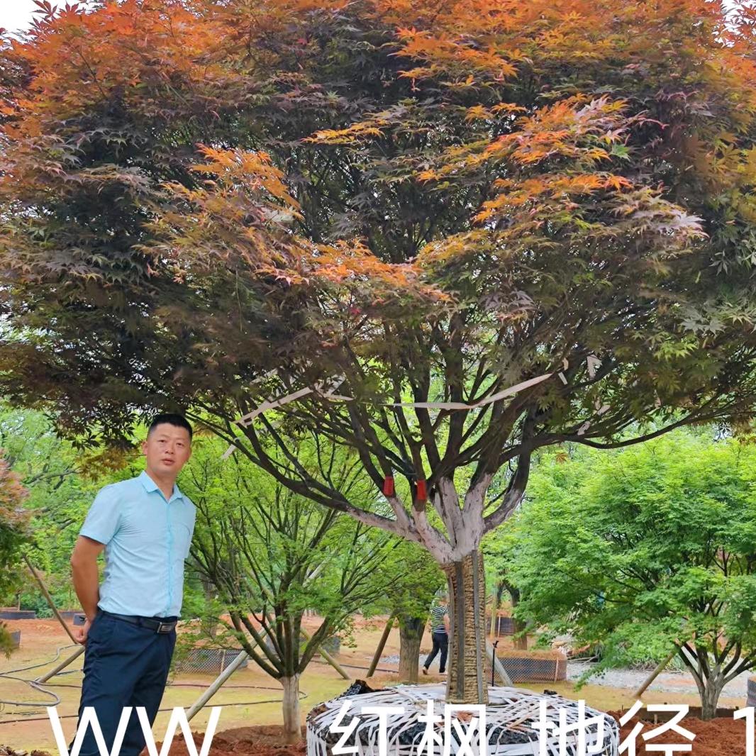 长沙市荣睿园林绿化有限公司