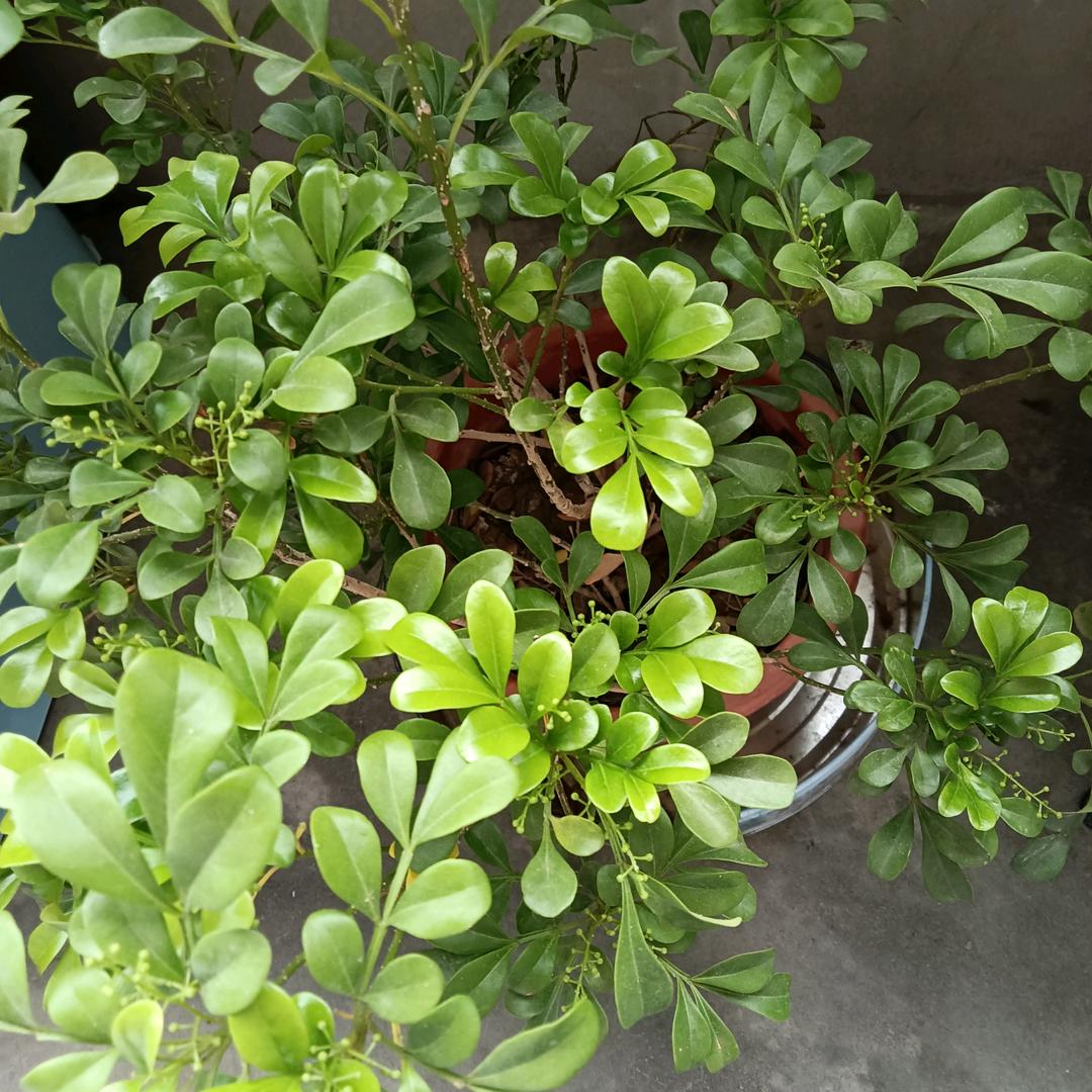 米兰木芙蓉头像