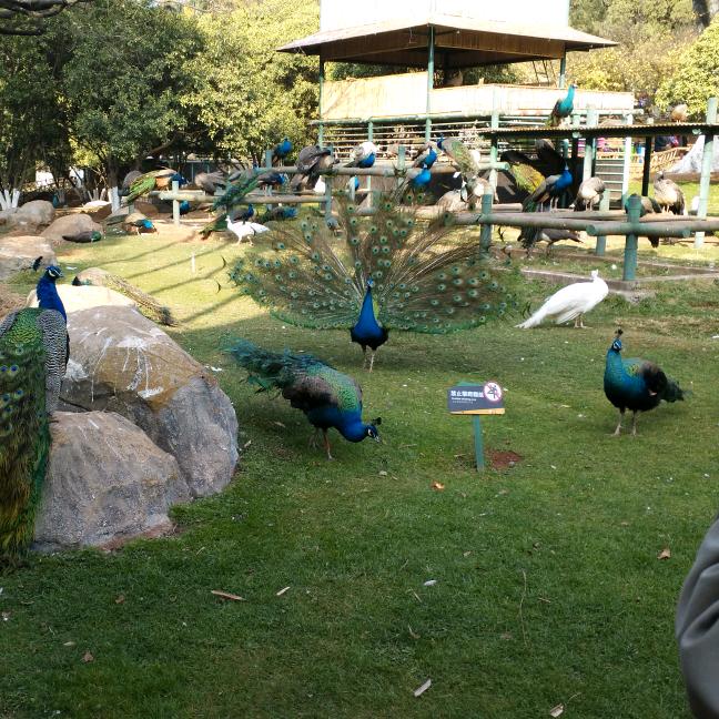 彝族阿哥💪🏻