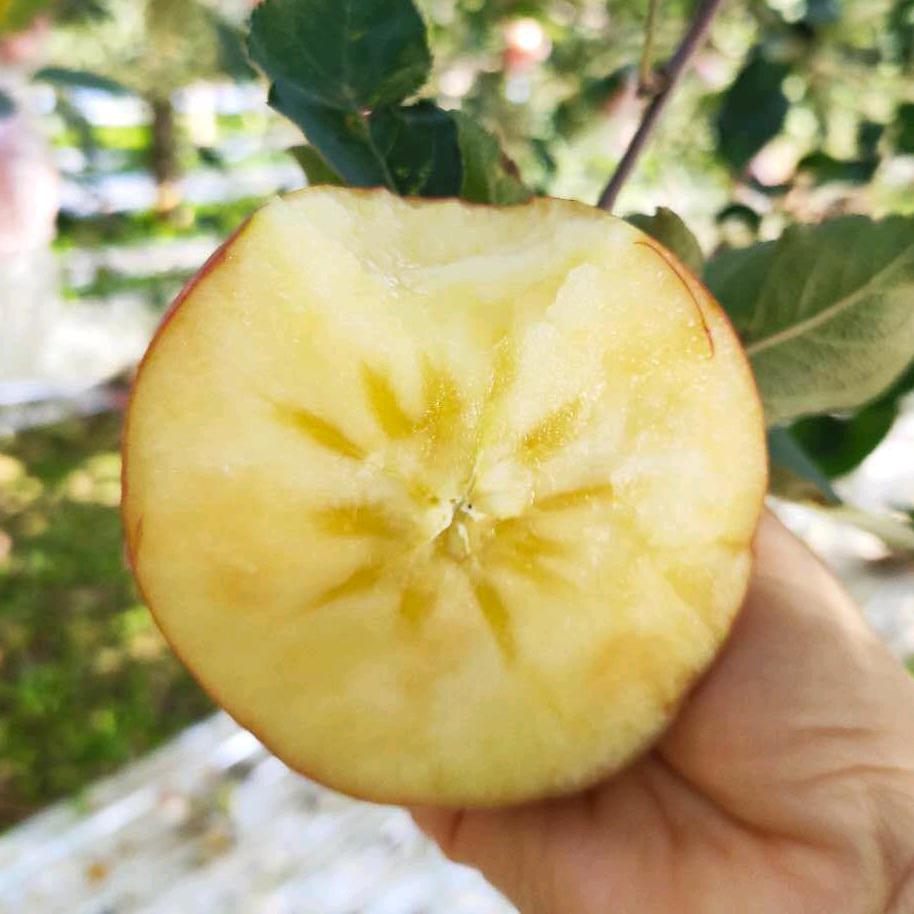 大学生自家果园🍎