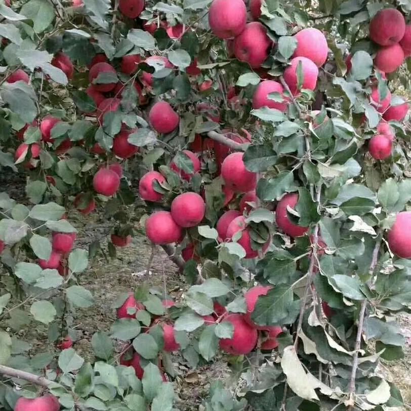 天天快乐！二月的猴