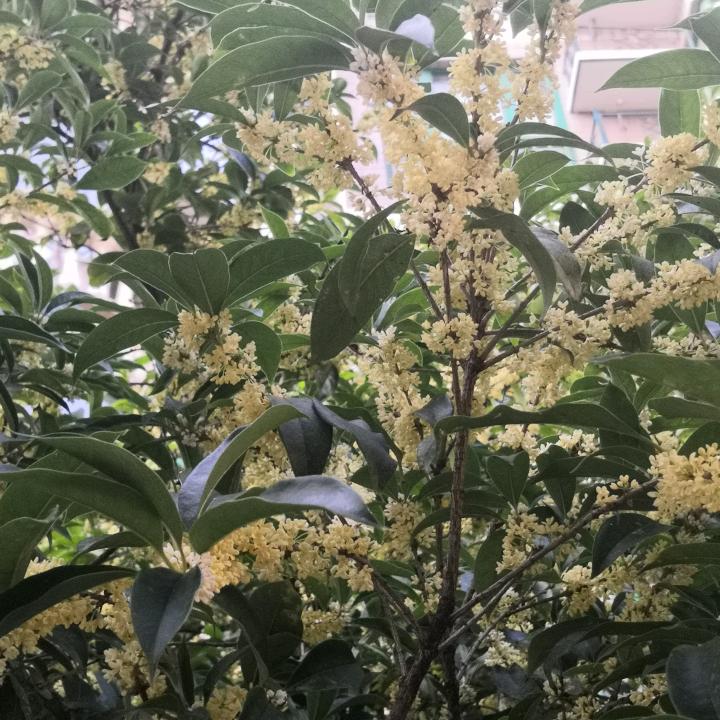 苏宁易购世纪城店杨琼梅