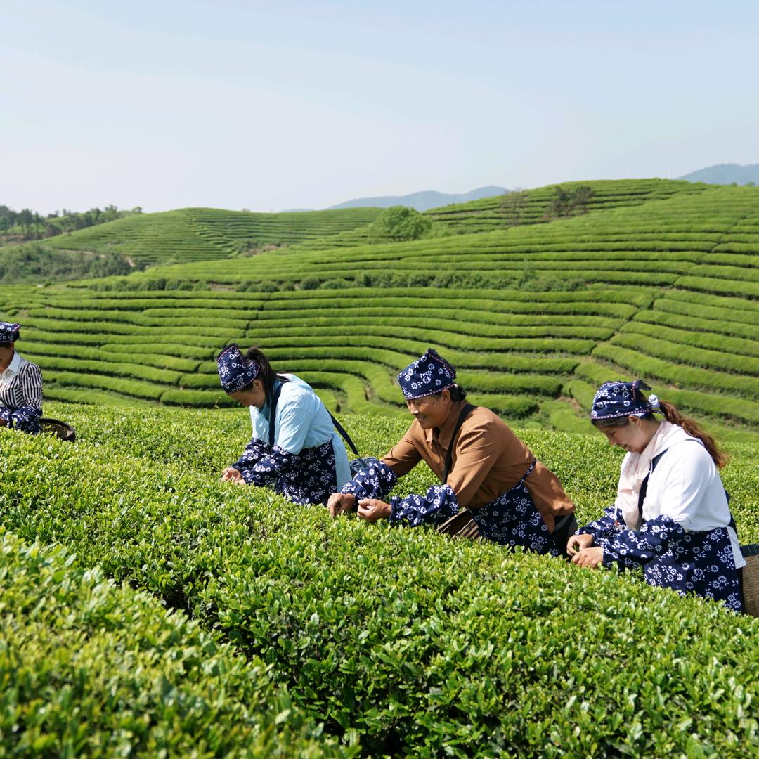 超超的茶园