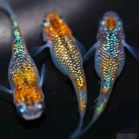 《鳉鱼说》水族用品批发价