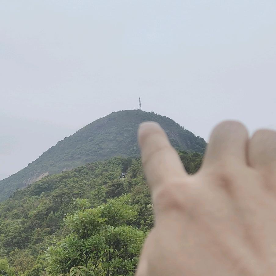 老头花