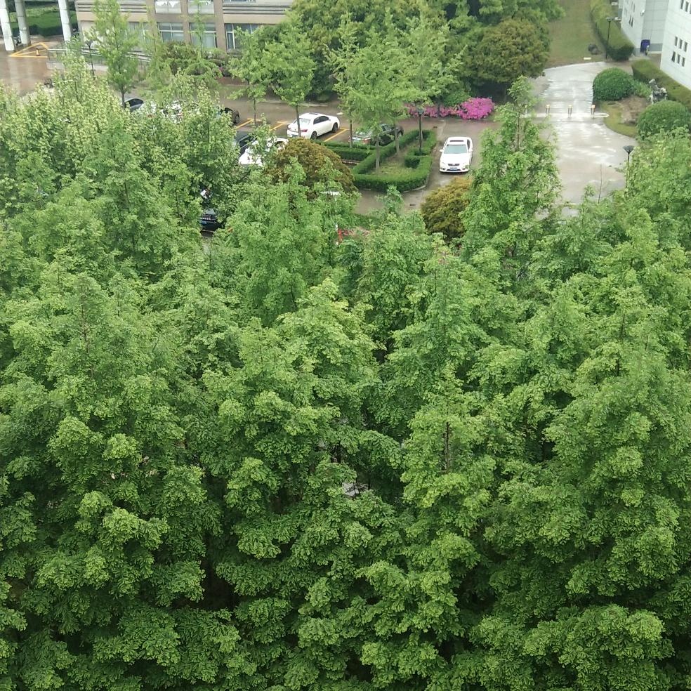 君临天下