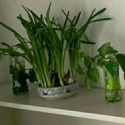 深谷幽兰