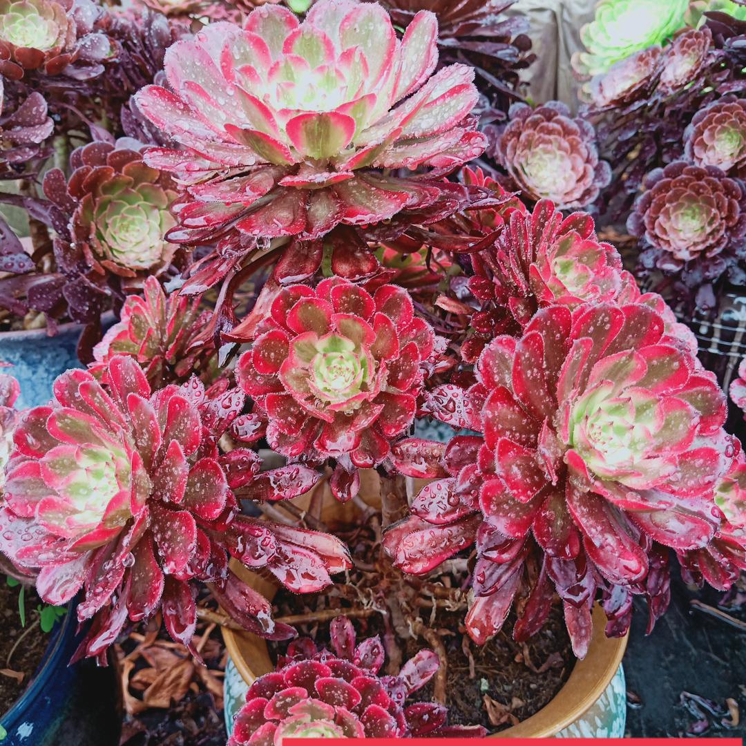 新疆君诚多肉（招主播）