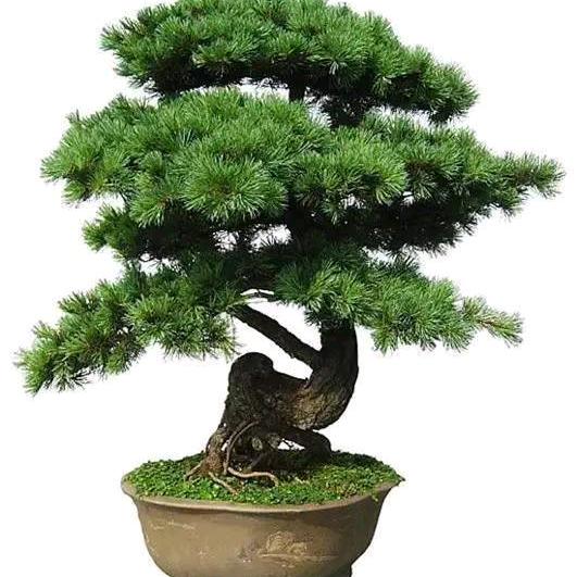 敢于挑战