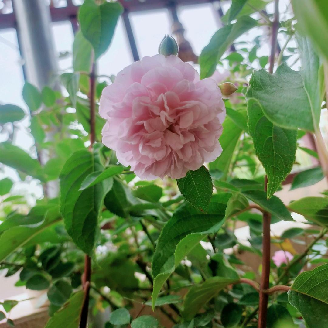 快乐的花花