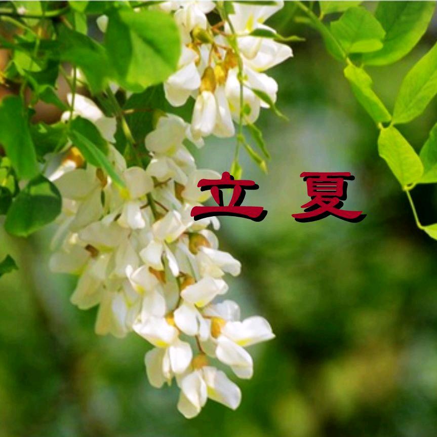 🍬立夏🍬