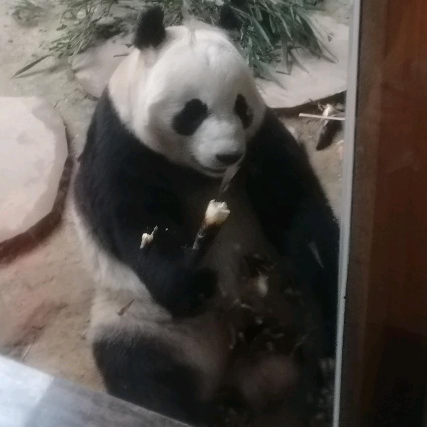 天镇，天昊pvc板批发