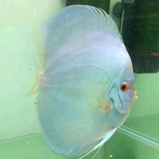 孔志华