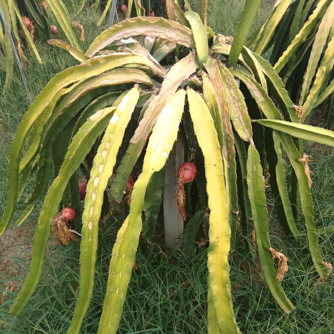 彯彯