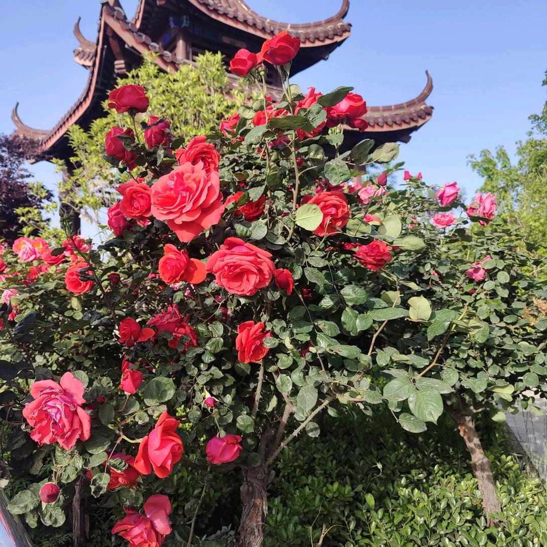 爱的旋律520单身的人