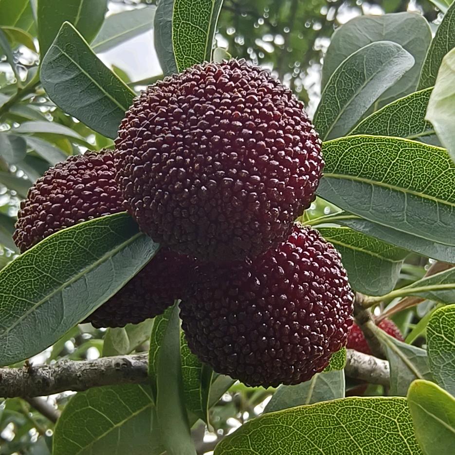 江南村夫
