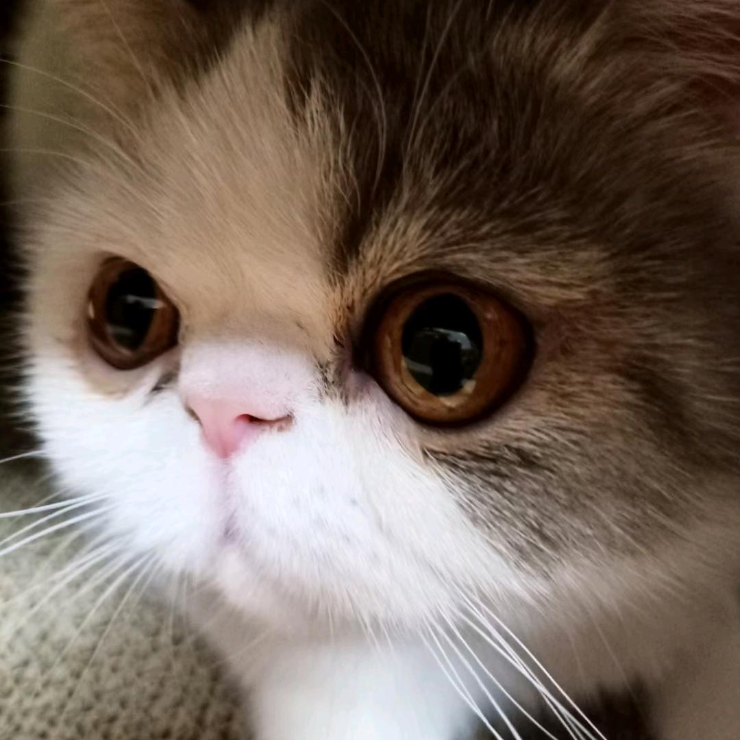 豆豆
