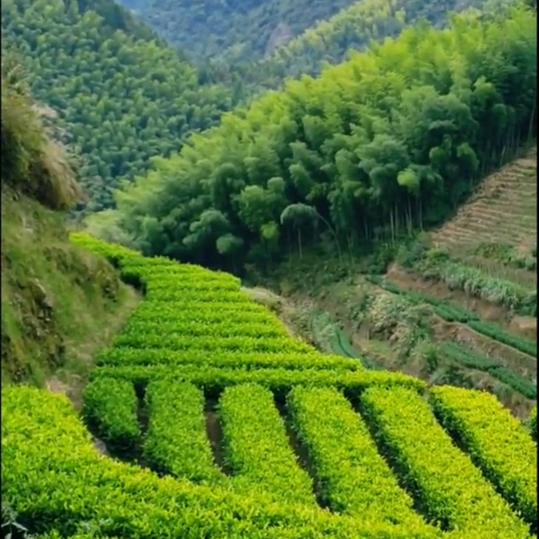 知春茶园