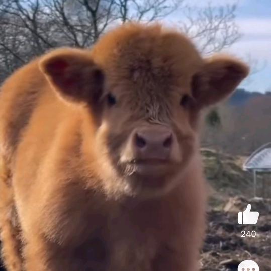 黏苞米（孕中期）