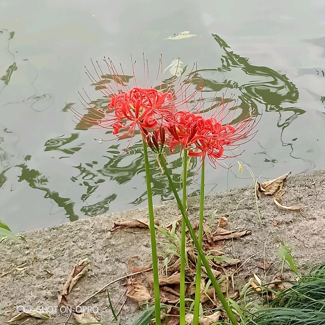 忧郁dě小气质
