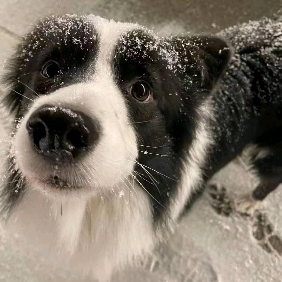 猫头鹰要开心🦉