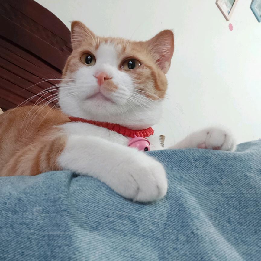 假如我没有养猫